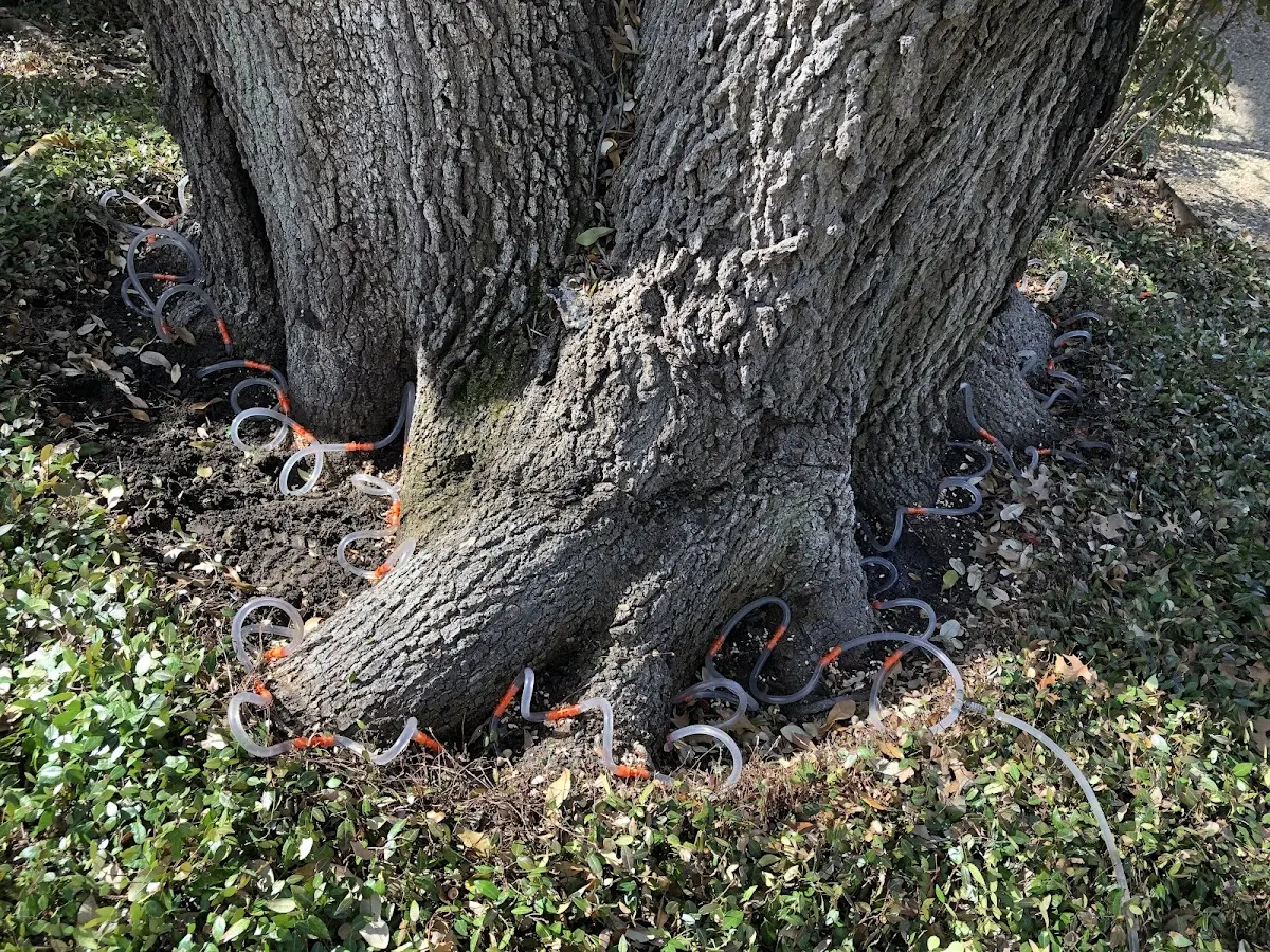 Detailed Tree Cabling and Bracing job site in Mission Hills