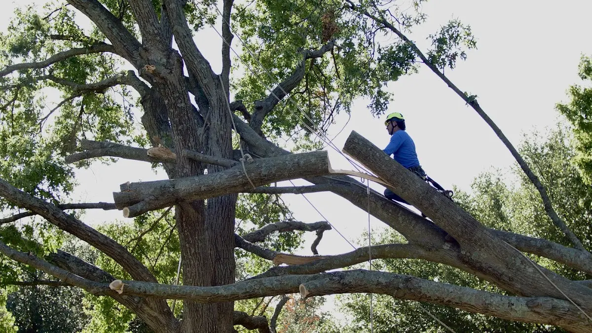 Professional Crown Thinning performed by certified arborists in Mission Hills