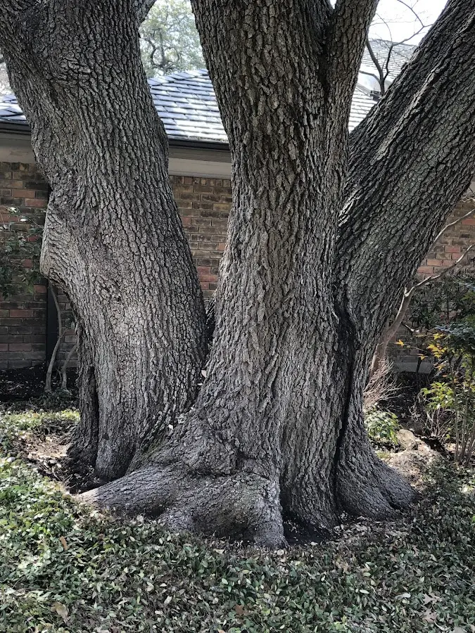 Mature heritage tree close to a Mission Hills property cared for by certified arborists